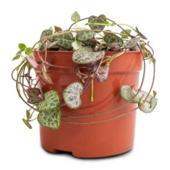 Ceropegia Woodii - String Of Hearts -Plants Sale Store Ceropegia woodii String of Hearts 8x20cm no hanger