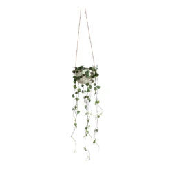 Ceropegia Woodii - String Of Hearts -Plants Sale Store Ceropegia woodii String of Hearts Dot Hanging Indoor Pot