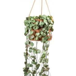 Ceropegia Woodii - String Of Hearts -Plants Sale Store Ceropegia woodii String of Hearts Large Leaves