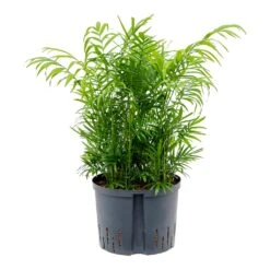 Chamaedorea Elegans - Parlour Palm - HydroCare -Plants Sale Store Chamaedore aelegans Parlour Palm Hydroculture 25 19x75cm