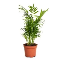 Chamaedorea Elegans - Parlour Palm -Plants Sale Store Chamaedorea elegans Parlour Palm 12x40cm