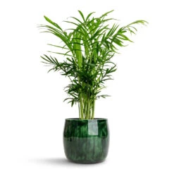Babet Plant Pot - Pine -Plants Sale Store Chamaedorea elegans Parlour Palm 12x40cm Babet Plant Pot Pine 14x12cm