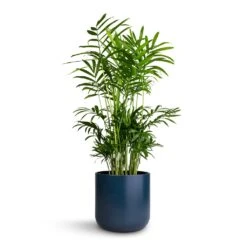 Chamaedorea Elegans - Parlour Palm -Plants Sale Store Chamaedorea elegans Parlour Palm 14x50cm Lisbon Plant Pot Navy 15x15cm