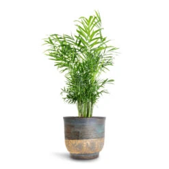 Aico Plant Pot - Shiny Blue 15 Aico Plant Pot - Shiny Blue -Plants Sale Store Chamaedorea elegans Parlour Palm 17x60cm Aico Plant Pot Shiny Blue 22x20cm 84a0fdd1 aeb1 4901 9e78 1b8df009c117