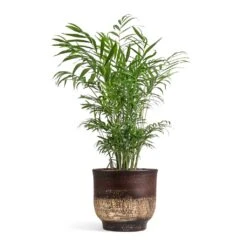 Aico Plant Pot - Shiny Brown -Plants Sale Store Chamaedorea elegans Parlour Palm 17x60cm Aico Plant Pot Shiny Brown 22x20cm 1062ebd0 5a9c 4659 8ce0 17940e6787de