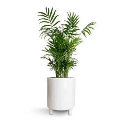 Chamaedorea Elegans - Parlour Palm -Plants Sale Store Chamaedorea elegans Parlour Palm 17x60cm Pisa Plant Pot White 20x24cm e2dda9b6 b2ae 4379 832c 2dc91dc0b660