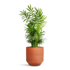 Chamaedorea Elegans - Parlour Palm -Plants Sale Store Chamaedorea elegans Parlour Palm 17x60cm Solento Plant Pot Terracotta Speckle 20x18.5cm 1f1891d5 eb6f 4880 b47a 75d52531487a