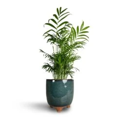 Chamaedorea Elegans - Parlour Palm -Plants Sale Store Chamaedorea elegans Parlour Palm 17x70cm Kaat Plant Pot Petrol 20x20cm