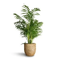 Chamaedorea Elegans - Parlour Palm -Plants Sale Store Chamaedorea elegans Parlour Palm 20x100cm Cody Plant Pot Straw Grass 27x26cm