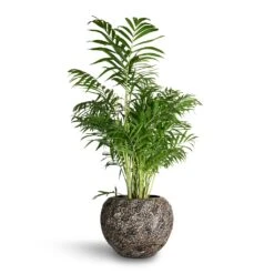 Chamaedorea Elegans - Parlour Palm -Plants Sale Store Chamaedorea elegans Parlour Palm 20x100cm Luxe Lite Moon Globe Planter Bronze 33x24cm 0455eb36 6f4e 4edc bead 8c2e1c424eb1