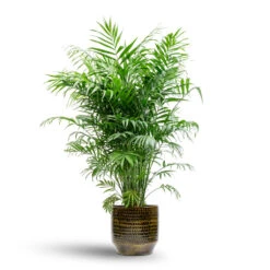 Chamaedorea Elegans - Parlour Palm -Plants Sale Store Chamaedorea elegans Parlour Palm 20x100cm Sanna Plant Pot Savanna 25x23cm