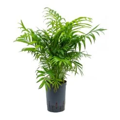 Chamaedorea Elegans - Parlour Palm - HydroCare -Plants Sale Store Chamaedorea elegans Parlour Palm Hydroculture 15 19x65cm
