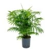 Chamaedorea Elegans - Parlour Palm - HydroCare -Plants Sale Store Chamaedorea elegans Parlour Palm Hydroculture Indoor Plant Large