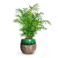 Chamaedorea Elegans - Parlour Palm -Plants Sale Store Chamaedorea elegans Parlour Palm Lindy Plant Pot Green