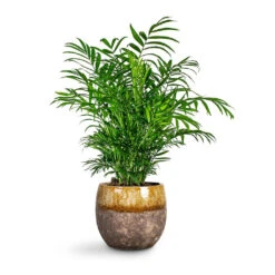 Chamaedorea Elegans - Parlour Palm -Plants Sale Store Chamaedorea elegans Parlour Palm Lindy Plant Pot Ochre 6442324a 81b2 48a5 9505 33a2bb230c35