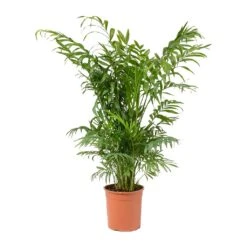 Chamaedorea Elegans - Parlour Palm -Plants Sale Store Chamaedorea elegans Parlour Palm Medium