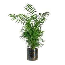 Chamaedorea Elegans - Parlour Palm -Plants Sale Store Chamaedorea elegans Parlour Palm Minou Metal Plant Pots Set of 3 Copper Black