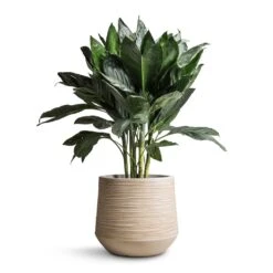Dune Darcy Planter - Oat -Plants Sale Store Chamaedorea metallica Metallic Palm 21x70cm Dune Darcy Planter Oat 30x26cm bd14912e a3de 42bf a8cb bcbd604a8a38