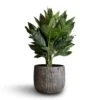 Chamaedorea Metallica - Metallic Palm -Plants Sale Store Chamaedorea metallica Metallic Palm 21x70cm Feico Plant Pot Metal Black