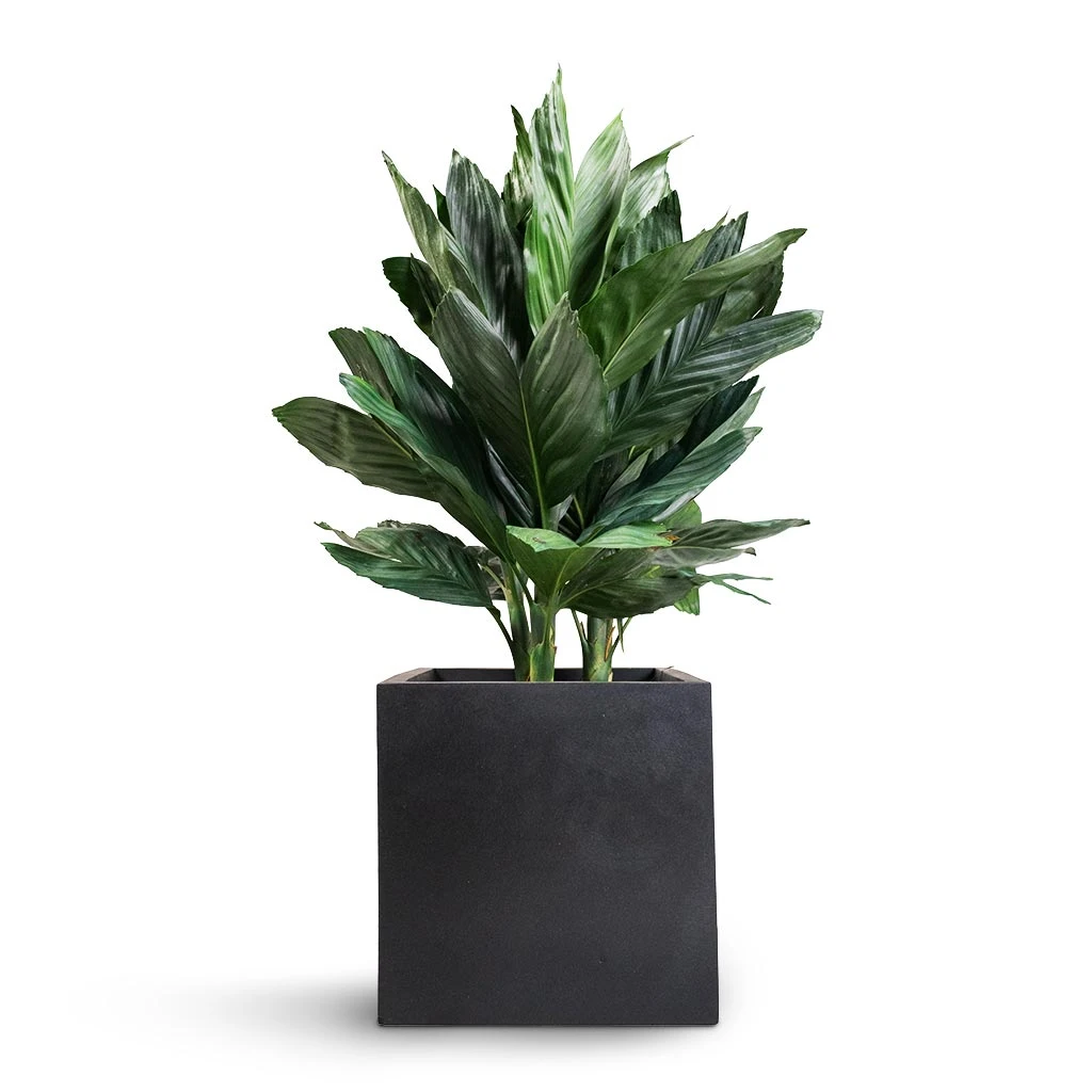 Fleur Natural Planter - Black 11 Fleur Natural Planter - Black - Image 9