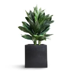 Chamaedorea Metallica - Metallic Palm -Plants Sale Store Chamaedorea metallica Metallic Palm 21x70cm Fleur Natural Planter Black 25x25x25cm 8311e1ea a579 4e27 834e 581f83897cb4