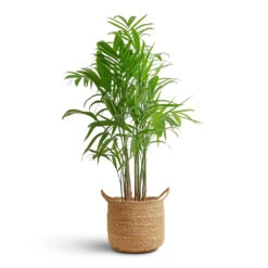Chamaedorea Seifrizii - Bamboo Palm -Plants Sale Store Chamaedorea seifrizii Bamboo Palm 21x100cm Nelis Plant Basket Natural 28x27cm 08c48529 b4f6 47a0 b412 9d31ad5766e3