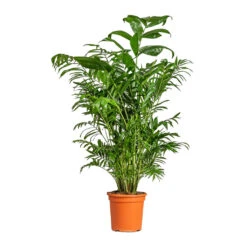 Chamaedorea Seifrizii - Bamboo Palm -Plants Sale Store Chamaedorea seifrizii Bamboo Palm 21x80cm