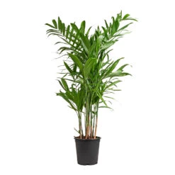 Chamaedorea Seifrizii - Bamboo Palm -Plants Sale Store Chamaedorea seifrizii Bamboo Palm 21x80cm 5547