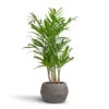 Chamaedorea Seifrizii - Bamboo Palm -Plants Sale Store Chamaedorea seifrizii Bamboo Palm 21x80cm Cement Stone Low Harley Plant Pot Granite Grey 37x24cm 5549