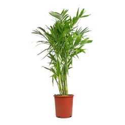 Chamaedorea Seifrizii - Bamboo Palm -Plants Sale Store Chamaedorea seifrizii Bamboo Palm 27x140cm 5552