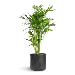 Chamaedorea Seifrizii - Bamboo Palm -Plants Sale Store Chamaedorea seifrizii Bamboo Palm 27x140cm Raindrop Round Planter Anthracite 34x32cm 5555 2ae185f6 7e54 4f32 a9fe 61491abd3259