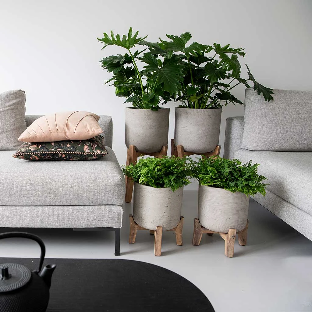 Charlie Plant Pot - Low Stand - Grey Washed 5 Charlie Plant Pot - Low Stand - Grey Washed - Image 3