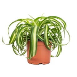 Chlorophytum Bonnie - Curly Spider Plant 25 Chlorophytum Bonnie - Curly Spider Plant -Plants Sale Store Chlorophytum Bonnie Curly Spider Plant 12x25cm 2