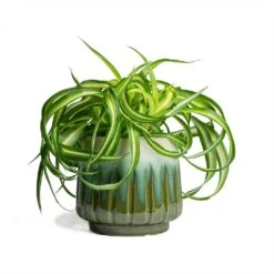 Chlorophytum Bonnie - Curly Spider Plant 36 Chlorophytum Bonnie - Curly Spider Plant -Plants Sale Store Chlorophytum Bonnie Curly Spider Plant 12x25cm Alice Plant Pot Ocean 15x14cm