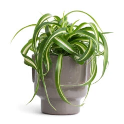 Aries Handles Plant Pot - Charcoal -Plants Sale Store Chlorophytum Bonnie Curly Spider Plant 12x25cm Aries Handles Plant Pot Charcoal 14x15cm