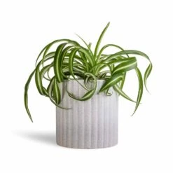 Chlorophytum Bonnie - Curly Spider Plant 34 Chlorophytum Bonnie - Curly Spider Plant -Plants Sale Store Chlorophytum Bonnie Curly Spider Plant 12x25cm Azalea Ribbed Plant Pot Speckled Grey Stone 15x15cm 4829111a 6efd 42d0 90f5 6736f40e4e80