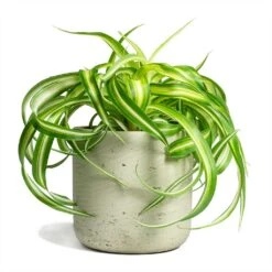 Chlorophytum Bonnie - Curly Spider Plant 38 Chlorophytum Bonnie - Curly Spider Plant -Plants Sale Store Chlorophytum Bonnie Curly Spider Plant 12x25cm Charlie Plant Pot Grey Washed 15x15cm