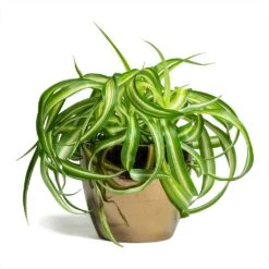 Chlorophytum Bonnie - Curly Spider Plant 33 Chlorophytum Bonnie - Curly Spider Plant -Plants Sale Store Chlorophytum Bonnie Curly Spider Plant 12x25cm Sven Plant Pot Gold 15x12cm