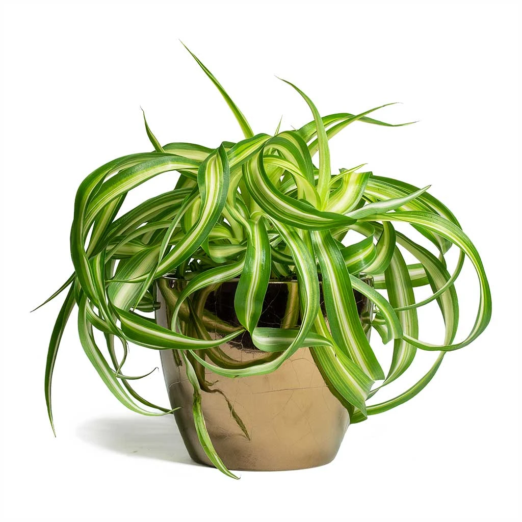 Chlorophytum Bonnie - Curly Spider Plant 15 Chlorophytum Bonnie - Curly Spider Plant - Image 13