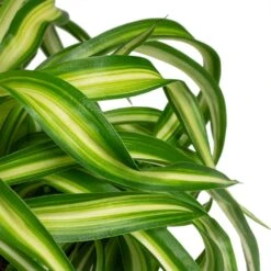 Chlorophytum Bonnie - Curly Spider Plant 24 Chlorophytum Bonnie - Curly Spider Plant -Plants Sale Store Chlorophytum Bonnie Curly Spider Plant 12x25cm close up