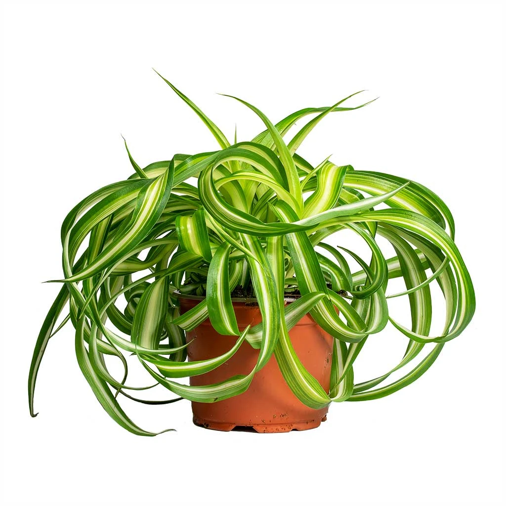 Chlorophytum Bonnie - Curly Spider Plant 9 Chlorophytum Bonnie - Curly Spider Plant - Image 7