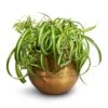 Chlorophytum Bonnie - Curly Spider Plant 1 Chlorophytum Bonnie - Curly Spider Plant -Plants Sale Store Chlorophytum Bonnie Curly Spider Plant 20x50cm Ayka Metal Plant Pots Set4 Large Old Camel