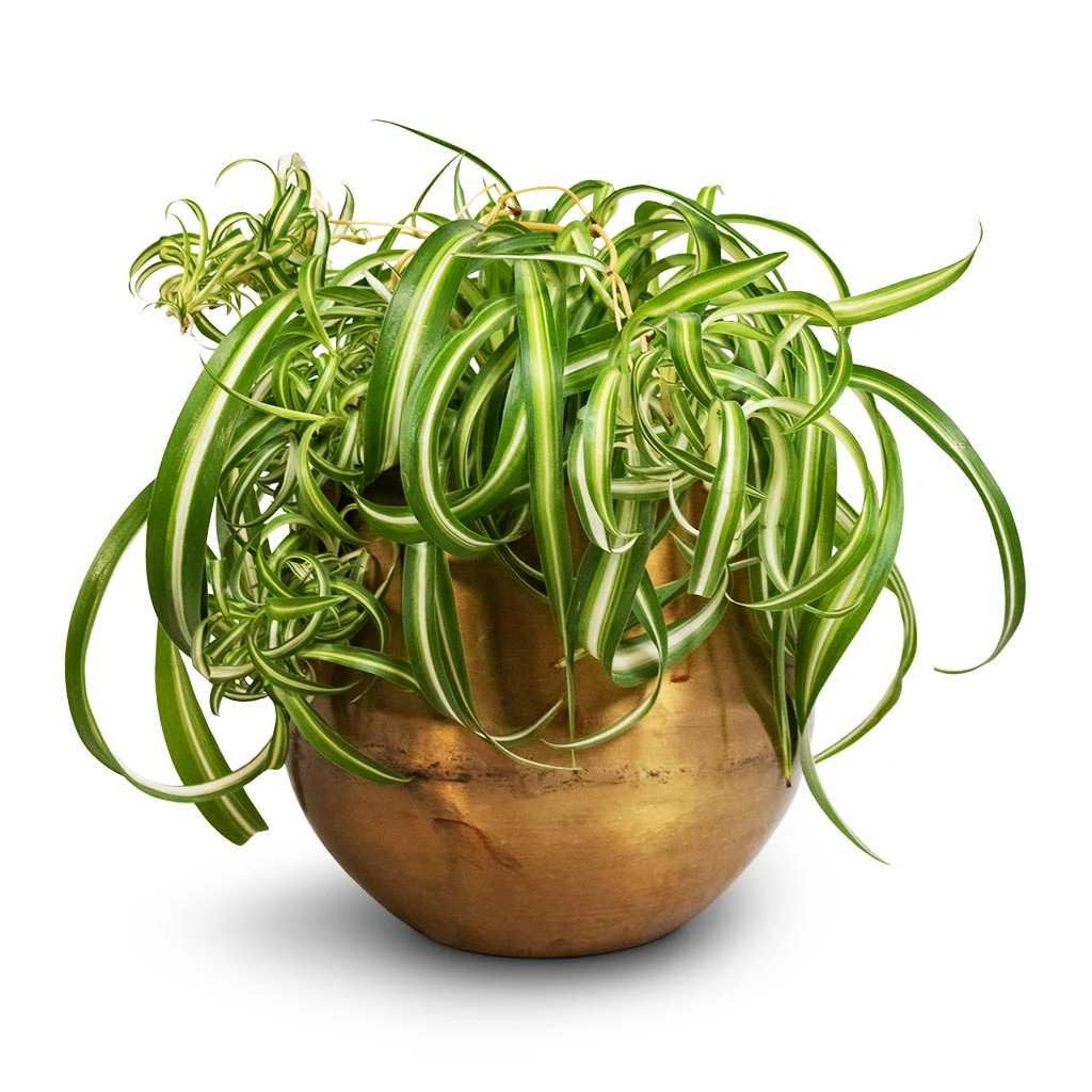 Chlorophytum Bonnie - Curly Spider Plant 3 Chlorophytum Bonnie - Curly Spider Plant