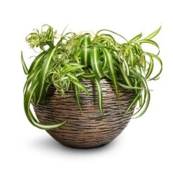 Chlorophytum Bonnie - Curly Spider Plant 26 Chlorophytum Bonnie - Curly Spider Plant -Plants Sale Store Chlorophytum Bonnie Curly Spider Plant 20x50cm Luxe Lite Wrinkle Globe Planter Bronze 33x24cm de60ac13 a610 4356 99ba 5cdb2f9f7222