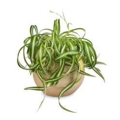 Ryan Plant Pot - Sand Gold -Plants Sale Store Chlorophytum Bonnie Curly Spider Plant 20x50cm Ryan Plant Pot Sand Gold 26x26cm