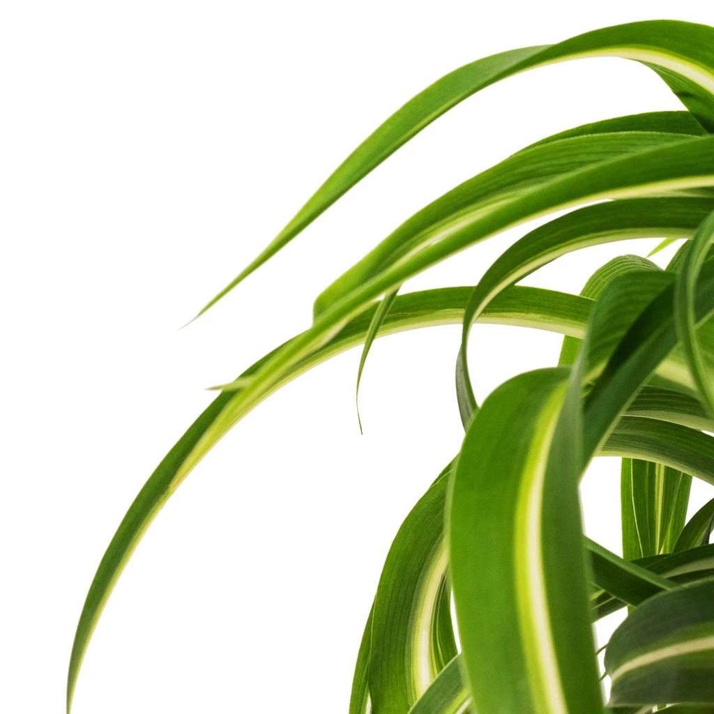 Chlorophytum Bonnie - Curly Spider Plant 10 Chlorophytum Bonnie - Curly Spider Plant - Image 8