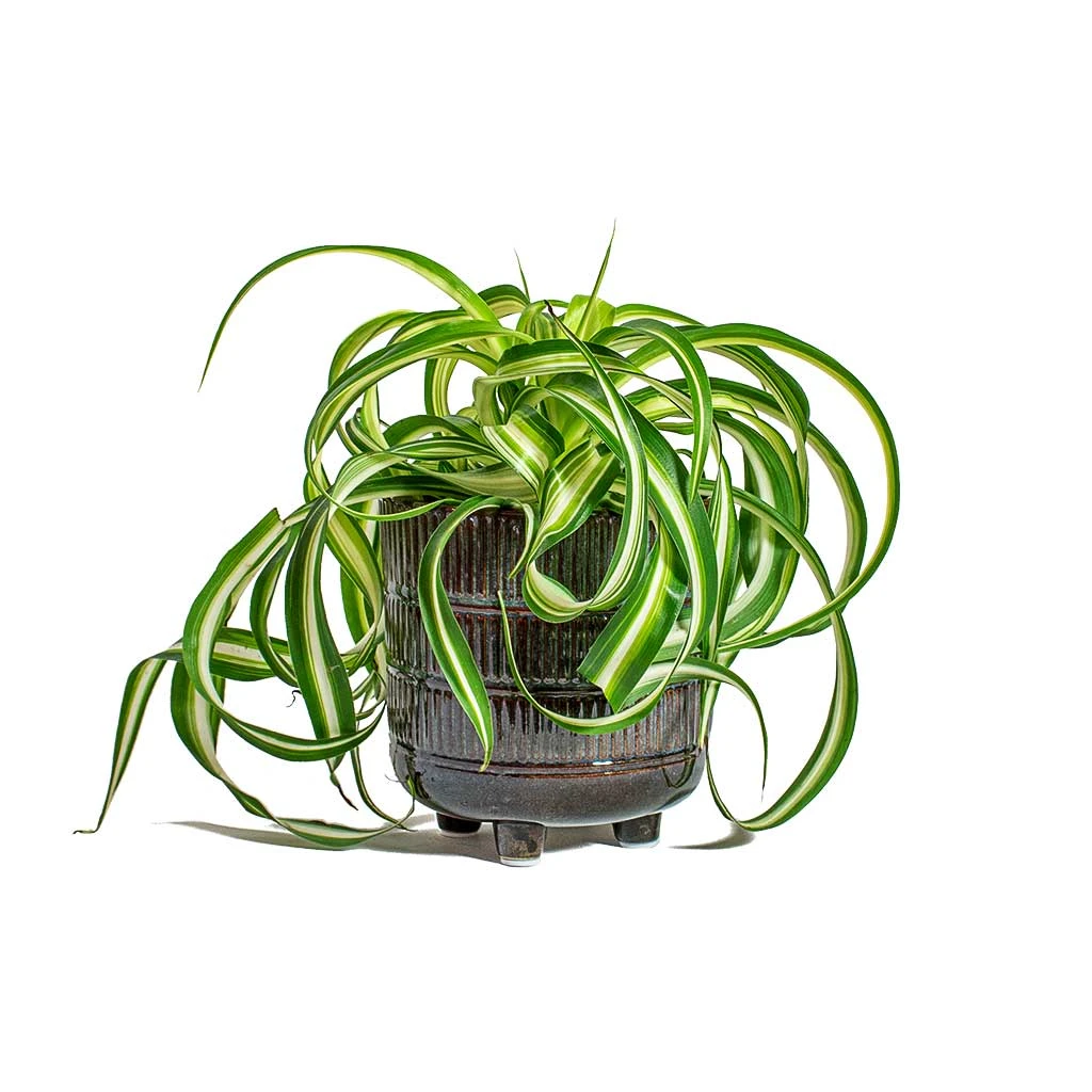 Chlorophytum Bonnie - Curly Spider Plant 12 Chlorophytum Bonnie - Curly Spider Plant - Image 10