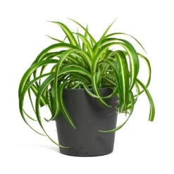 Chlorophytum Bonnie - Curly Spider Plant 32 Chlorophytum Bonnie - Curly Spider Plant -Plants Sale Store Chlorophytum Bonnie Curly Spider Plant Mini Bucket Plant Pot Black Washed 4bdf4c57 74f0 4a66 9819 290598f5937e