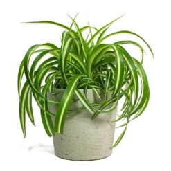Chlorophytum Bonnie - Curly Spider Plant 37 Chlorophytum Bonnie - Curly Spider Plant -Plants Sale Store Chlorophytum Bonnie Curly Spider Plant Mini Bucket Plant Pot Grey Washed 44eb0987 37e1 43bb 8493 fcf4ddb826e4
