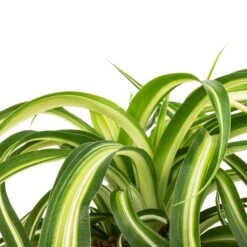 Chlorophytum Bonnie - Curly Spider Plant 29 Chlorophytum Bonnie - Curly Spider Plant -Plants Sale Store Chlorophytum Bonnie Curly Spider Plant SWATCH 330a72e9 cff4 4436 93a2 50f10d1b4e97